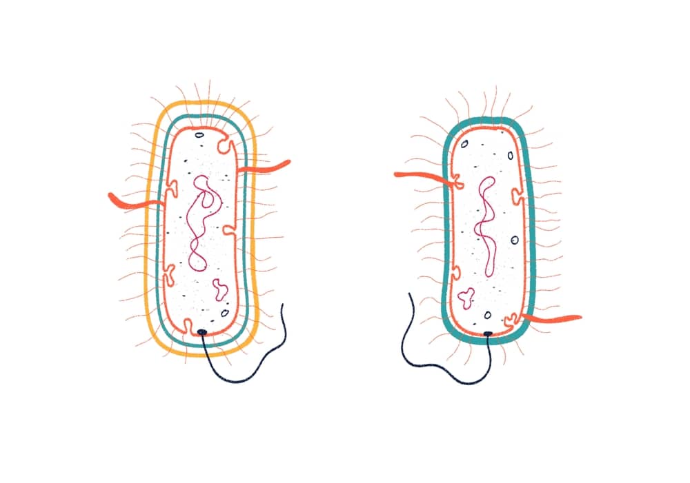 Illustration comparing a gram-negative bacterium with an outer membrane and a gram-positive bacterium with a thick peptidoglycan wall
