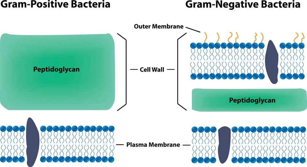 Diagram showing thick peptidoglycan layer in gram-positive bacteria versus thin peptidoglycan and outer membrane in gram-negative bacteria