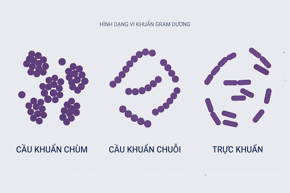 Hình ảnh về vi khuẩn gram dương