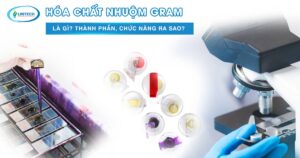 Hóa chất nhuộm gram