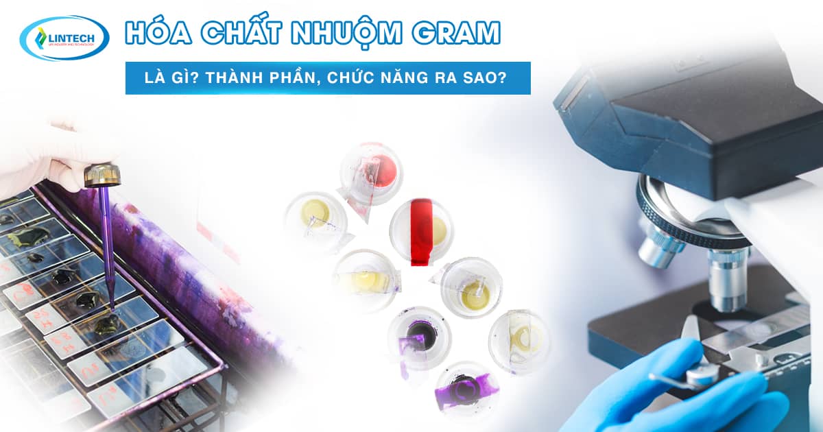 Hóa chất nhuộm gram