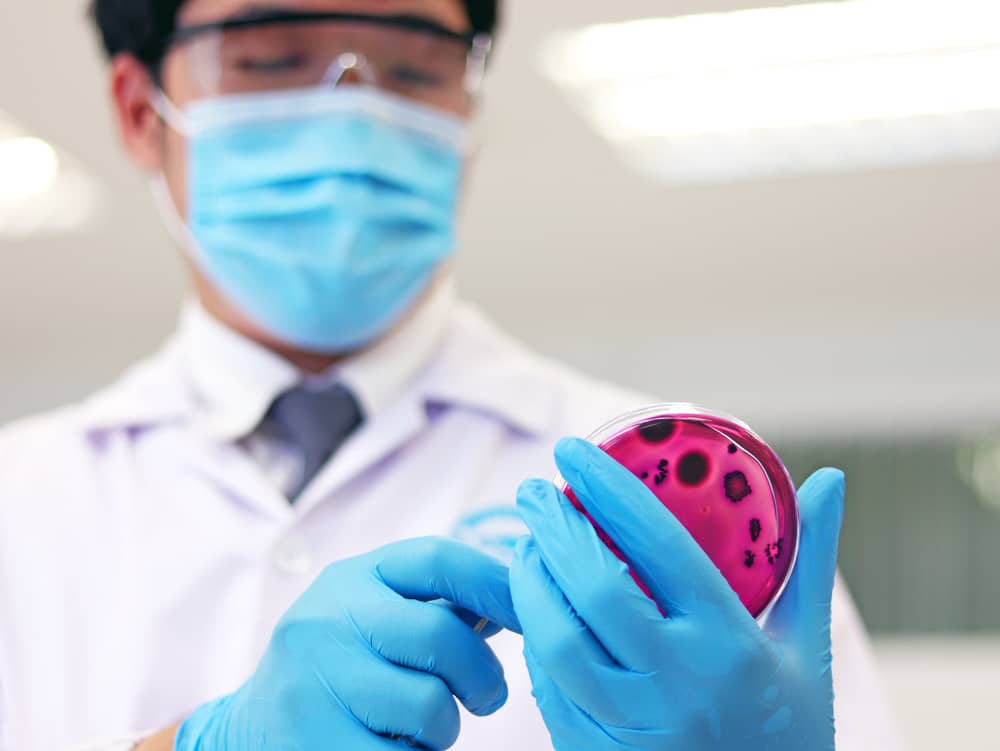 Kỹ thuật viên xét nghiệm quan sát đĩa nuôi cấy vi khuẩn trong phòng thí nghiệm vi sinh