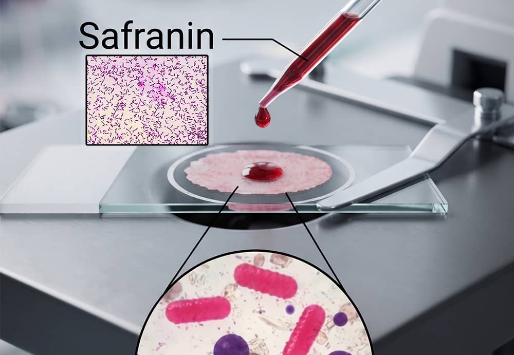 Mô tả về Safranin trong nhuộm gram