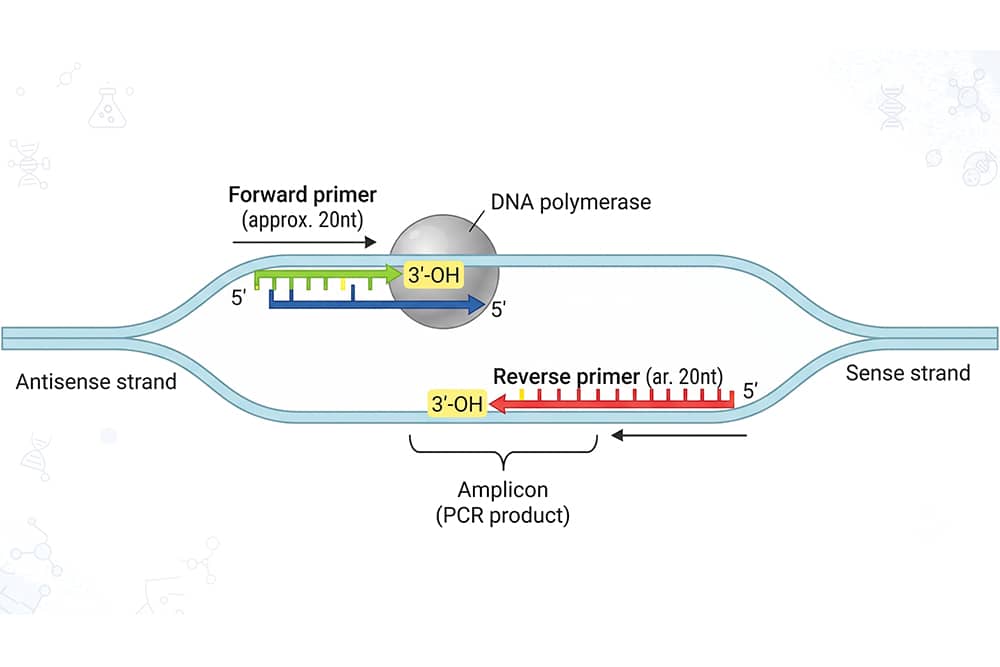 Sơ đồ mồi xuôi và mồi ngược gắn vào hai mạch DNA, đầu 3′-OH cho DNA polymerase kéo dài tạo amplicon sản phẩm PCR