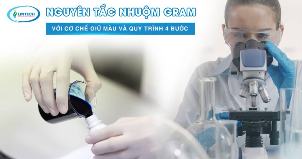 Nguyên tắc nhuộm gram