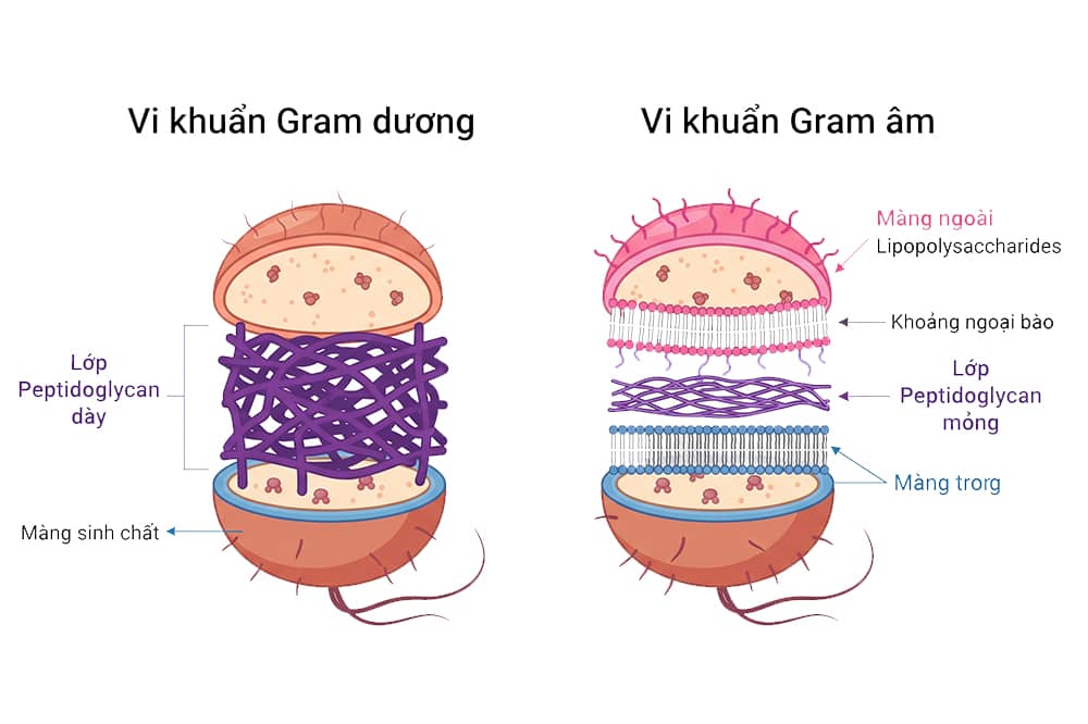 Phân biệt vi khuẩn gram dương và vi khuẩn gram âm