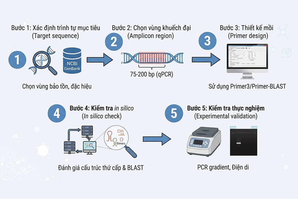 Quy trình 5 bước thiết kế mồi PCR: xác định trình tự mục tiêu, chọn vùng khuếch đại, thiết kế mồi, kiểm tra in silico và kiểm tra thực nghiệm