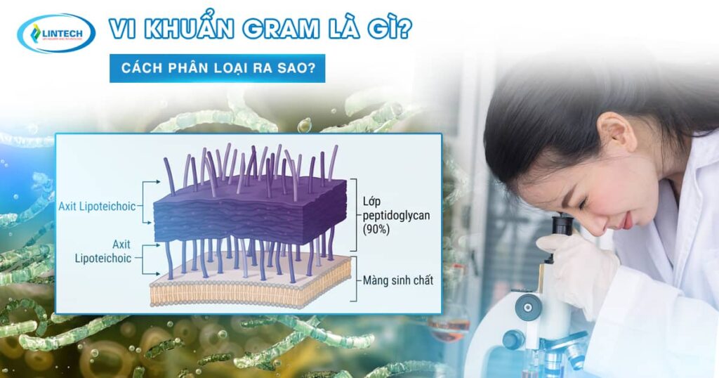 Vi khuẩn gram
