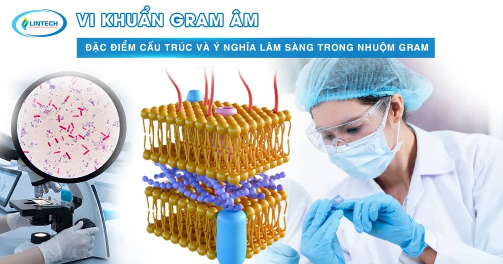 Vi khuẩn gram âm