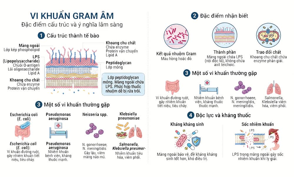 vi khuẩn gram  âm mô tả hình ảnh