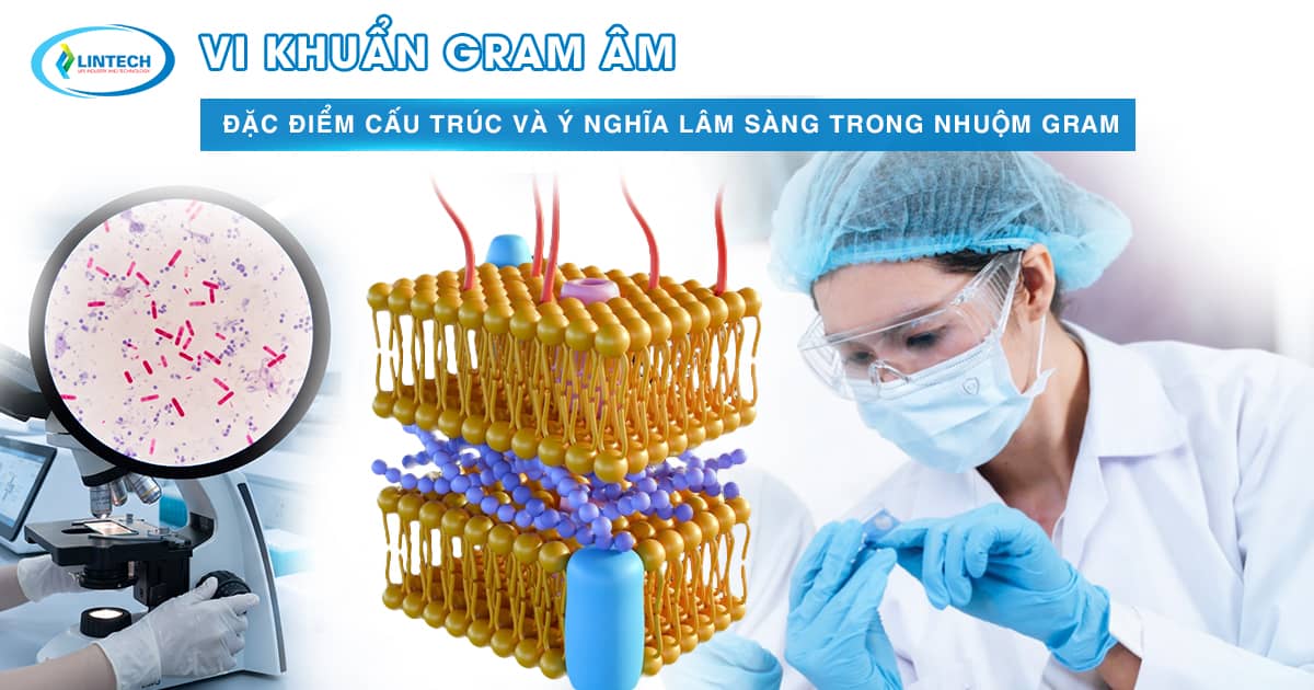 Vi khuẩn gram âm