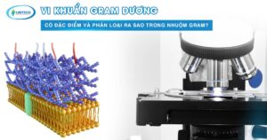 Vi khuẩn gram dương
