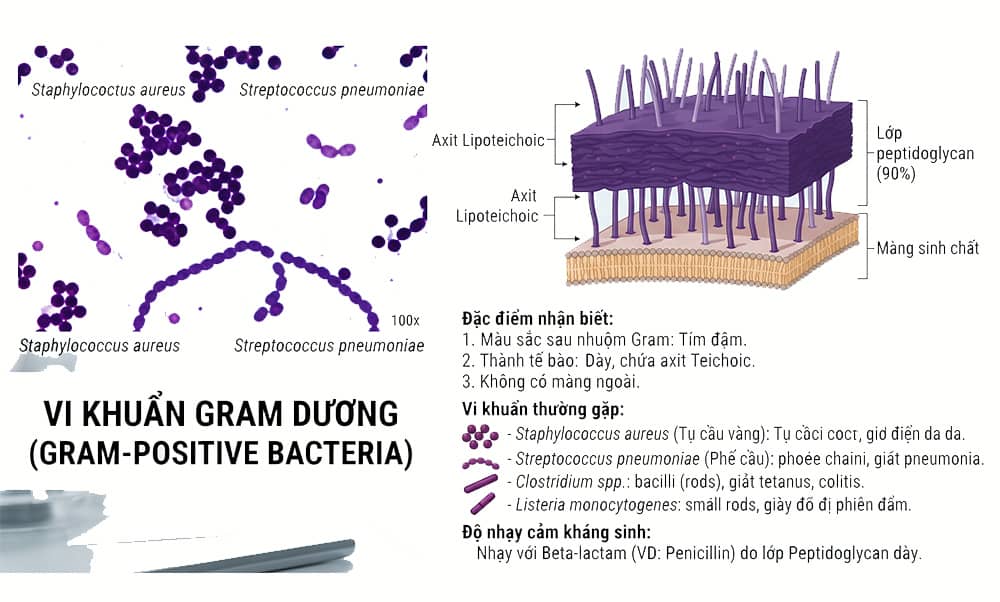 vi khuẩn gram dương là gì hình dáng ra sao