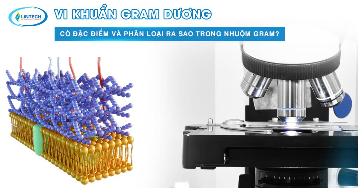 Vi khuẩn gram dương