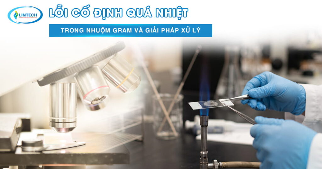 Cố định nhiệt trong quá trình nhuộm gram