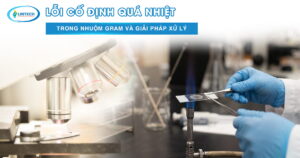Cố định nhiệt trong quá trình nhuộm gram