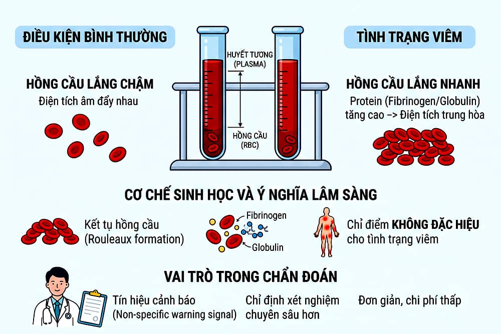 khái niệm tốc độ lắng máu trong y học