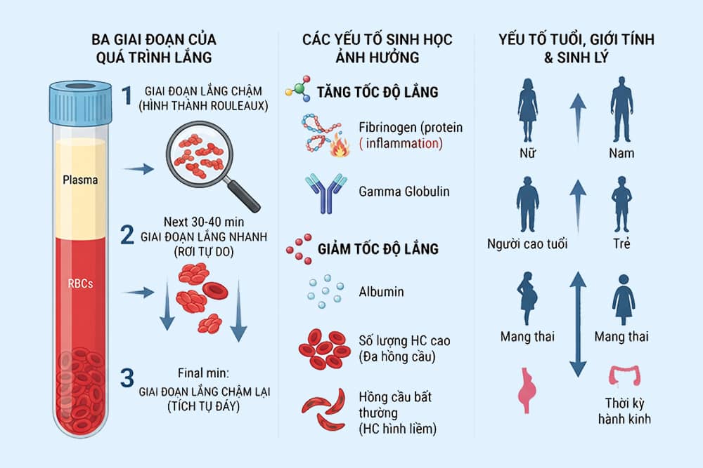 Nguyên lý sinh học tốc độ máu lắng