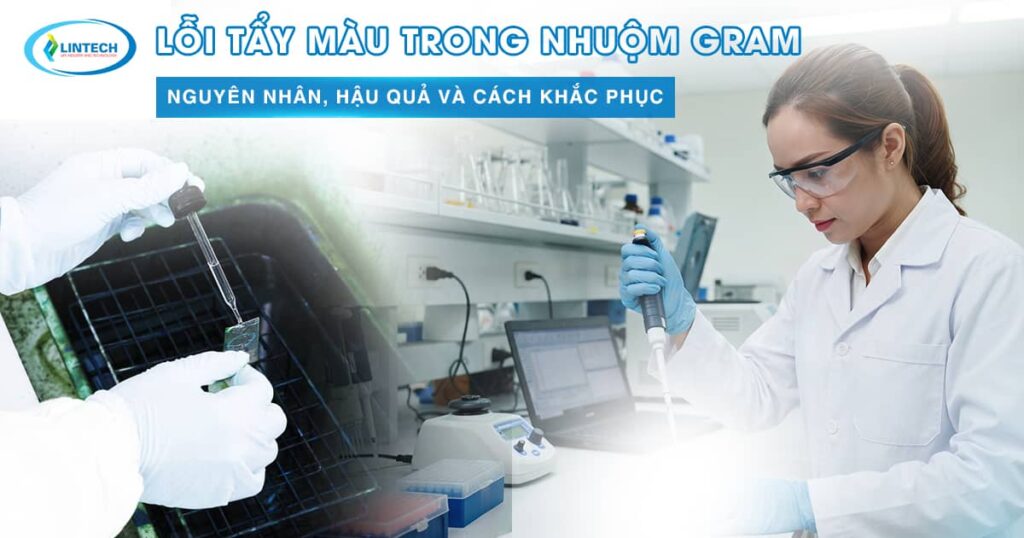 Tẩy màu trong nhuộm gram
