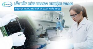 Tẩy màu trong nhuộm gram